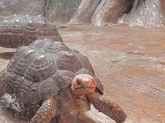 -石家庄市动物园