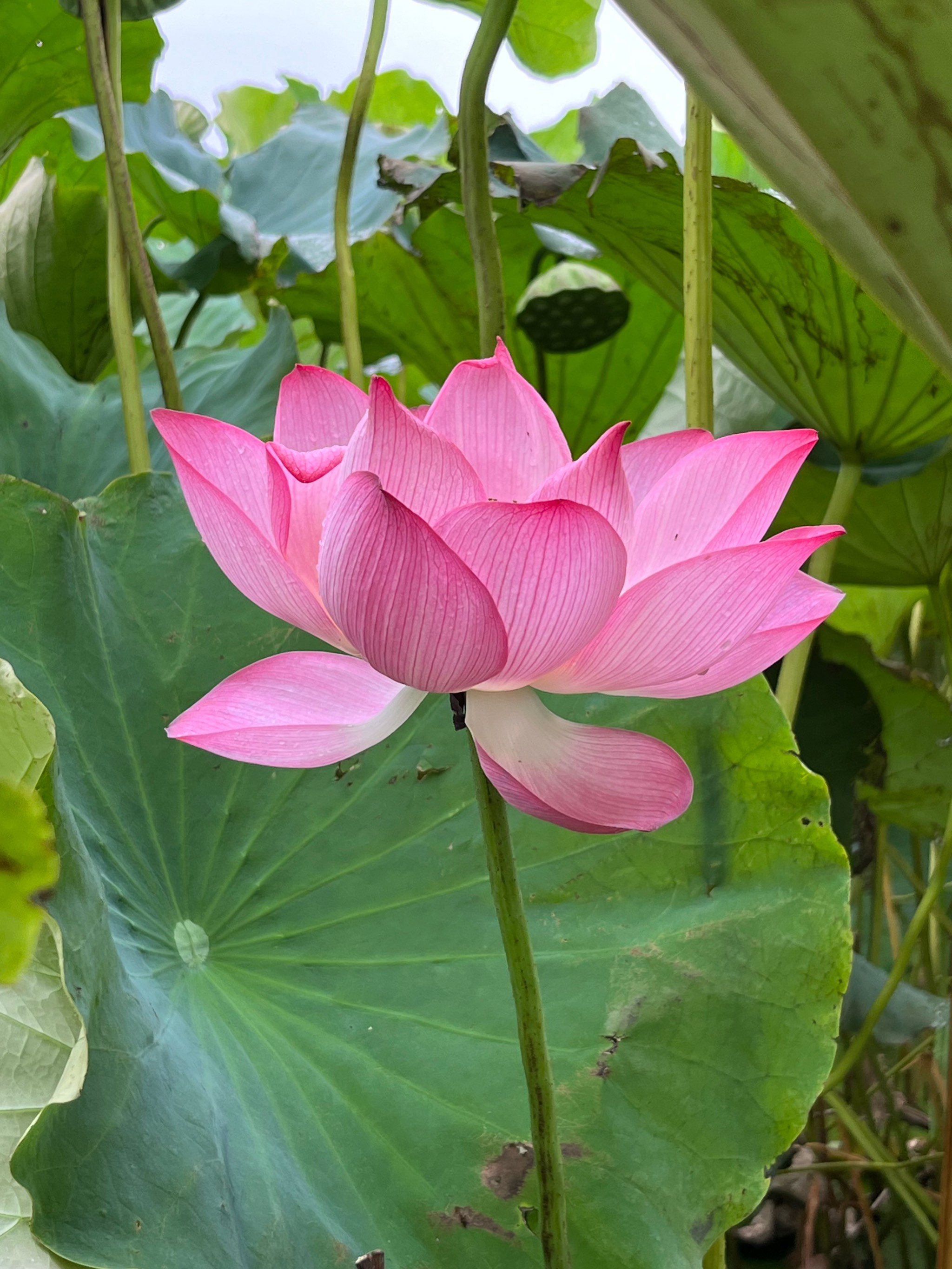 花朵的图片大全风景图片