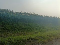 -白洋淀风景区