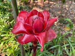 -中国科学院西双版纳热带植物园