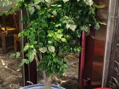 -真地道京味府·鲜橙烤鸭·北京菜(朝外大街东大桥店)