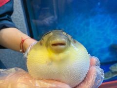 -肆月河豚·新淮扬(金融街店)