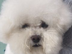 -佳雯宠物医院·皮肤科·内外科(春晓路分院)