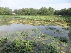 -西溪国家湿地公园