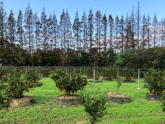 -前小桔亲子创意农场·草莓采摘·露营烧烤