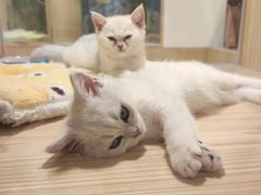 -屋虎猫馆(宝安大仟里店)