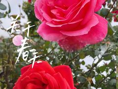 -荷兰花海