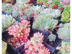 -金陵花卉交易市场