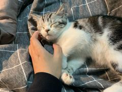 -袖虎·猫馆(体育西路店)