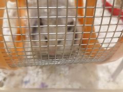 -Pets First伊珊娜洗护·精致美容·家庭式寄养(新会路店)