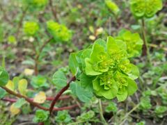 小花-上海海湾国家森林公园