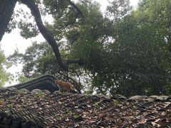 -西园戒幢律寺