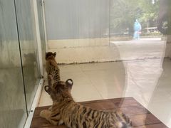 -深圳野生动物园