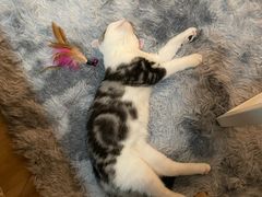 -lincat·猫舍(广州店)