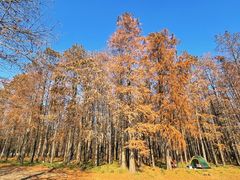 -上海共青森林公园