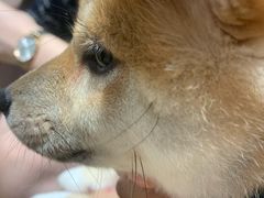 -逗柴咖啡屋·狗咖猫咖宠物桌游