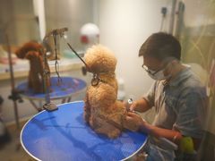 -PETKIT 小佩宠物·低压洗护·美容·寄养(安远店)