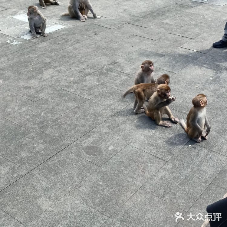 甚有移步换景，咋舌称奇，乐中其中，言就未尽