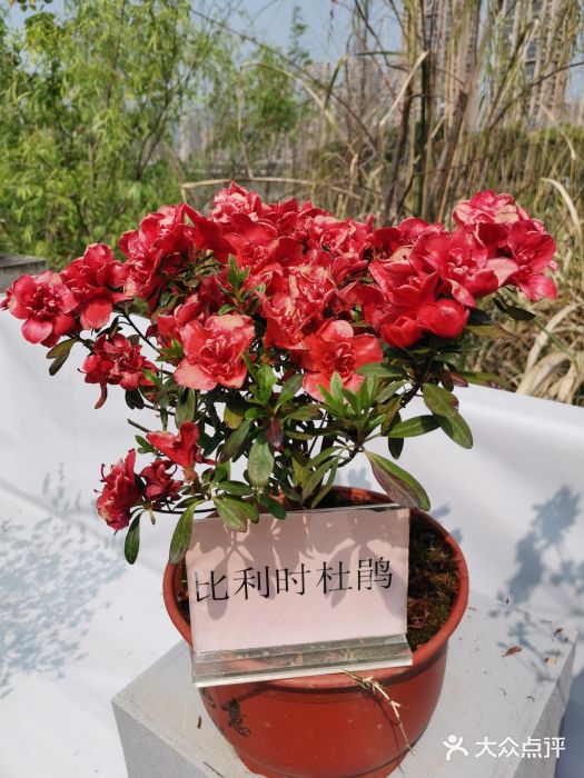 琴亭湖公园图片