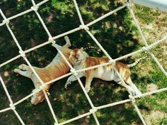 -西霞口神雕山野生动物世界