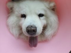 -谐和益家动物医院·免疫绝育·血液透析·宠保定点医院(高新伊藤分院)