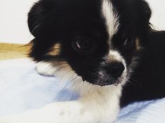 -伟伟宠物医院·CT影像中心·瑞派犬猫综合性门诊(汉口总院)