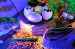 -恐龙探索乐园(磁器口店)