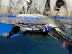 -太平洋海底世界