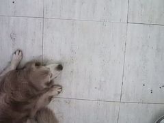 -趣玩宠物乐园寄养训犬训狗游泳池