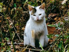 -贡湖湾湿地公园