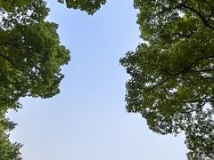 -上海共青森林公园