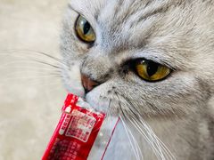 -浣熊柯尔鸭土拨鼠·电玩咖