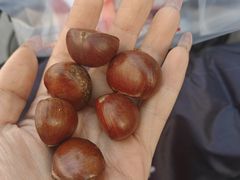 -杨记板栗(天虹总店)