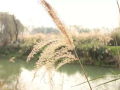 -桤木河湿地公园