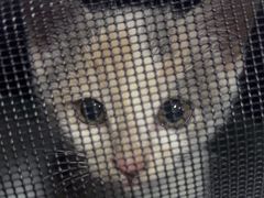 -瑞派福兴宠物医院犬猫全科·骨科·中西医结合(河东店)