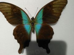 -上海昆虫博物馆