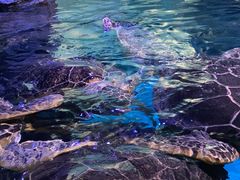 -烟台海昌鲸鲨海洋公园