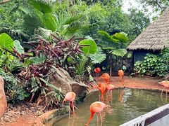 -海南热带野生动植物园