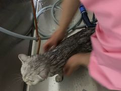 -1013 PET SHOP精品宠物商店(丁香店)