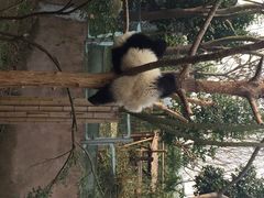iphone_upload_pic-成都大熊猫繁育研究基地