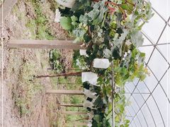 -美家乐农庄·露营·团建(大治路店)