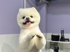 -Oh My Dog宠物沙龙(伊珊娜皮毛护理店)