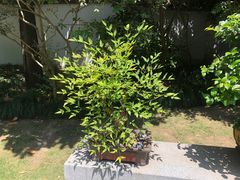 -上海醉白池公园