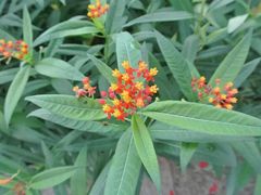 android_upload_pic-广西壮族自治区药用植物园