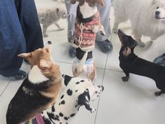 -汪说·狗咖·拼豆·宠物周边DIY(旺城大厦店)