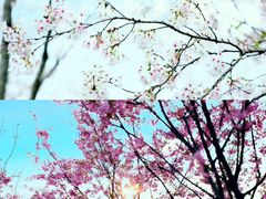 -武汉紫薇都市田园