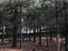-云南野生动物园