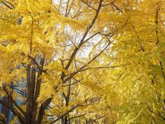 -四川大学(华西校区)