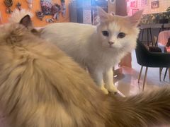-平行世界·猫咖(首经贸店)