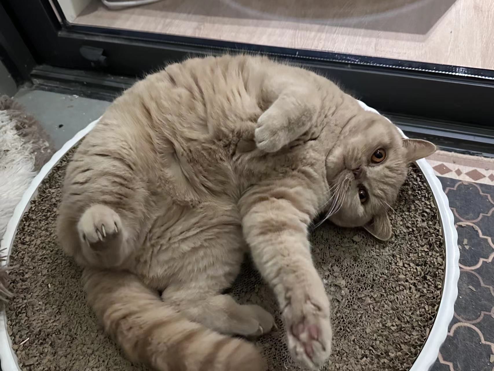 伟德国际西藏航空一航班起飞后遭遇鸟击返航官方通报：已安全落地无人员受伤